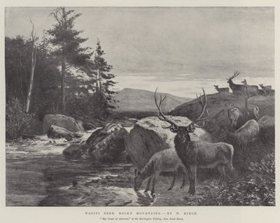 Cerf Wapiti, Montagnes Rocheuses - William Augustus Rixon
